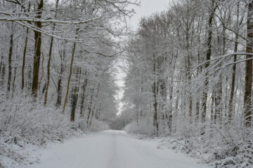 Paysage de neige